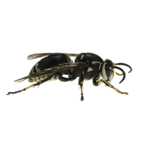 ants