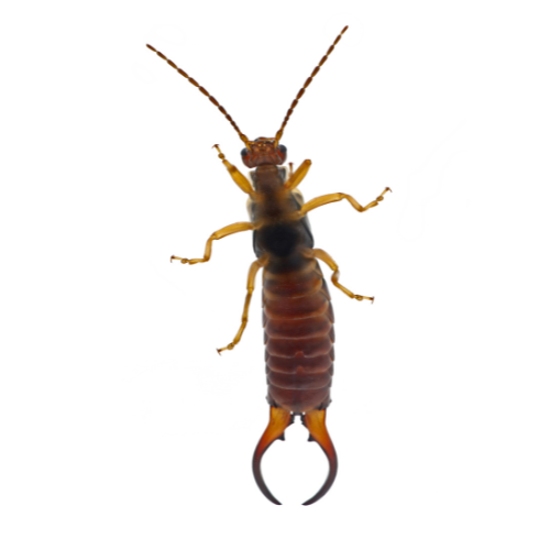 ants
