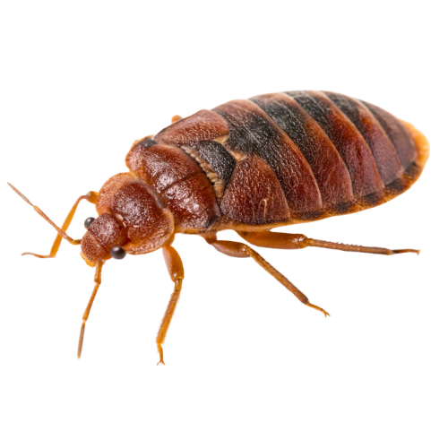 ants